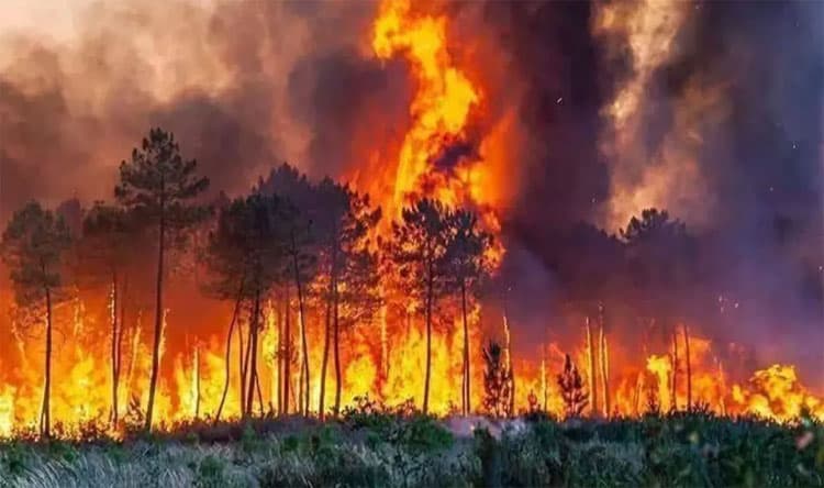 Algeria Announces Three Days of Mourning After Fires Cause 12 Deaths