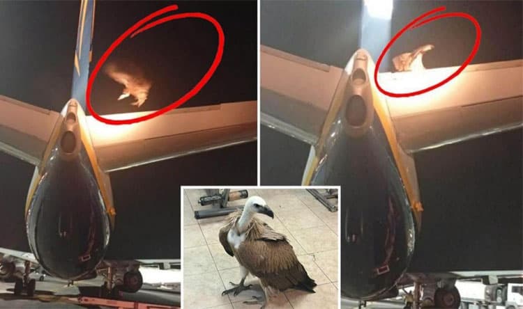 Giant Eagle Causes Flight Delay in Greece