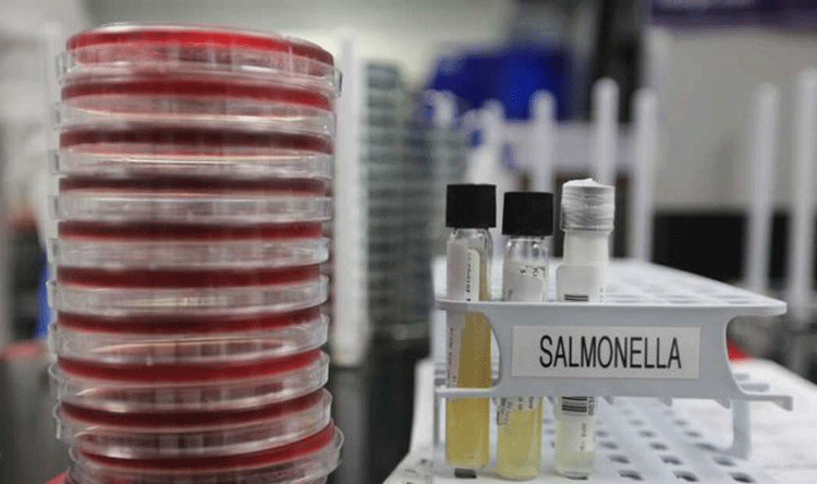 Salmonella Outbreak Spreads in Belgium