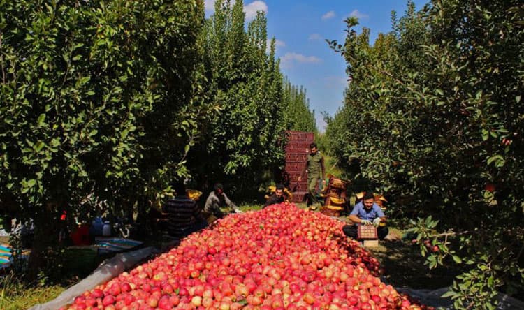 Lebanese Forces on Apple Season Sustainability
