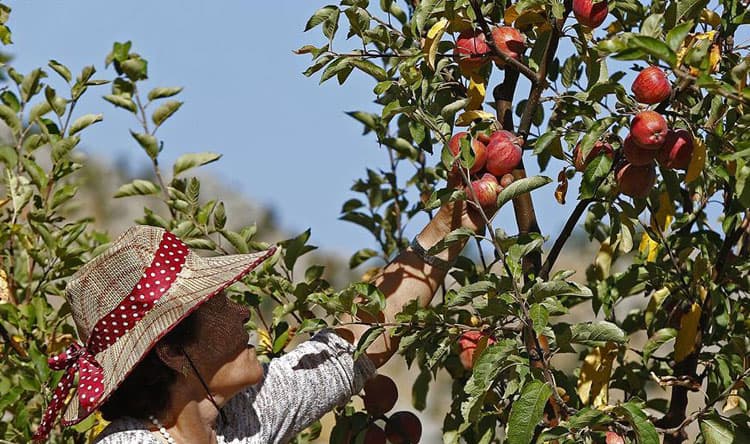 Why Apple Cultivation Is the Solution Turkey Model