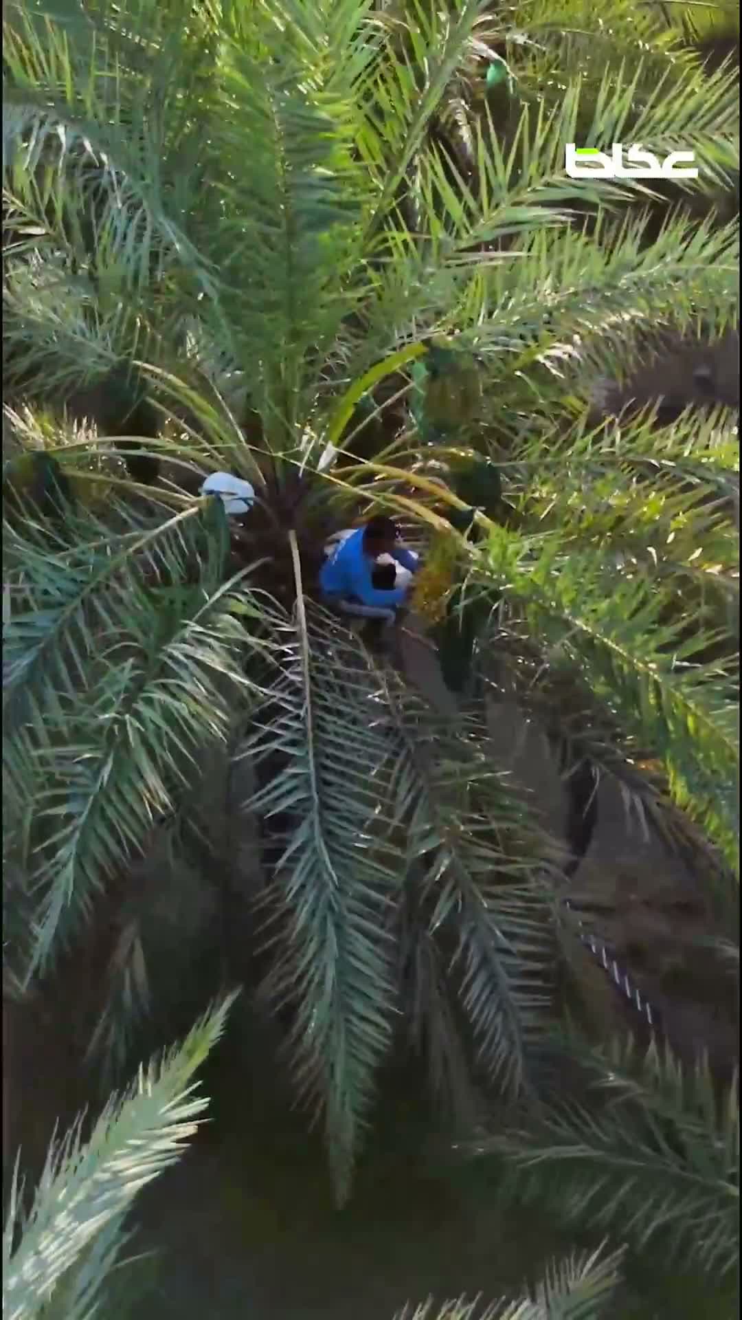 حكاية أجيال من نخيل العيص