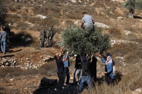 Olive Harvest and Settlement Growth in West Bank
