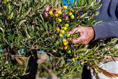 Four arrested for olive theft in Jenin