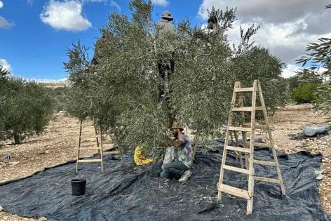 Al-Zira'a Announces 2026 Olive Harvest Dates