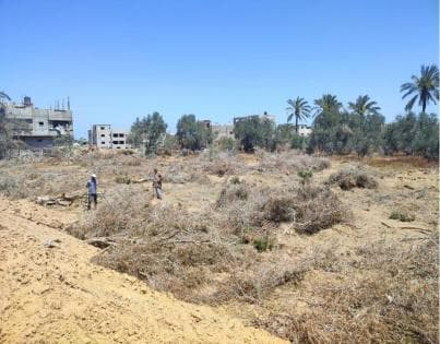 FAO: Most Gaza farmland compromised