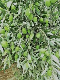 Fayad warns farmers on rain and fruit flies