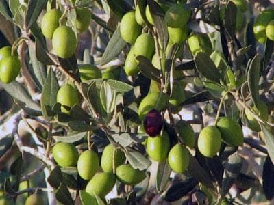 موعد قطف الزيتون وفن التخليل