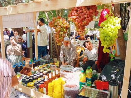 إطلاق مهرجان أيام العنب في الخليل