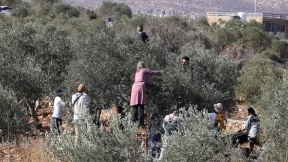 الزيتون وصراع الاستيطان
