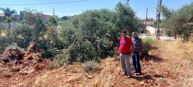 مستوطنون يهاجمون مزارعين في سلفيت ويسرقون الزيتون