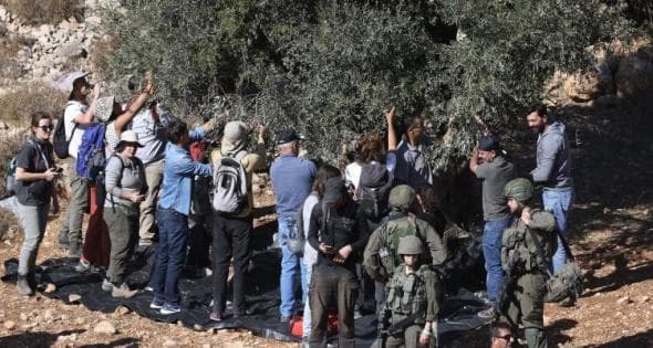 Abwein residents harvest olives