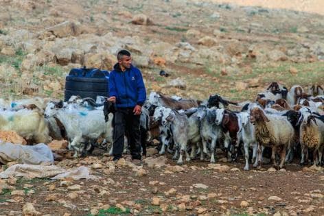 تحذيرات من استغلال حادثة الأغنام