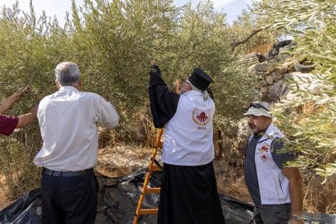 وكالة بيت مال القدس تدعم قاطفي الزيتون في حملة عونة 2026