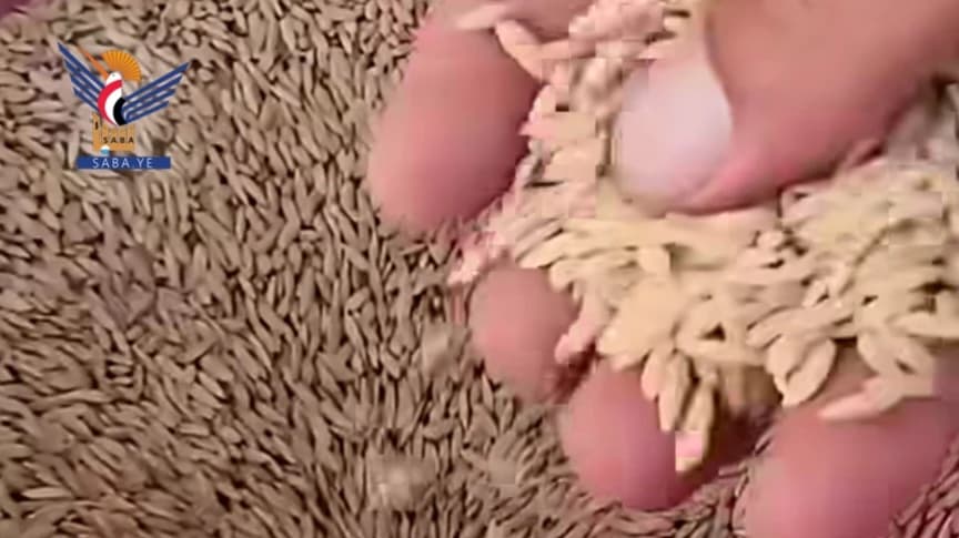 Yemeni rice boosts food security