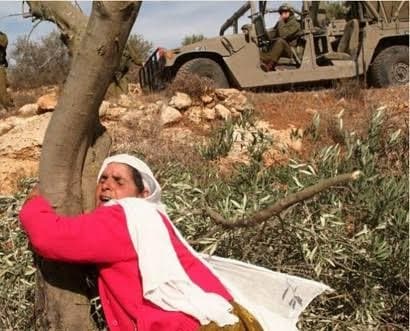 Palestine: Settlers Targeting Olive Trees