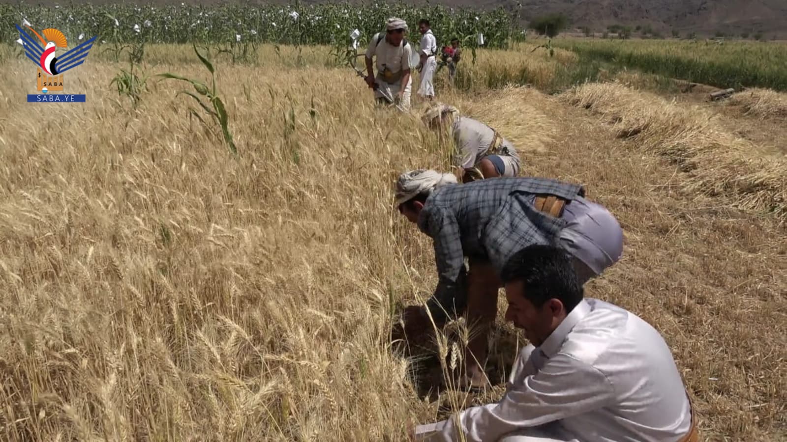 Juhana District Launches New Wheat Harvest Season