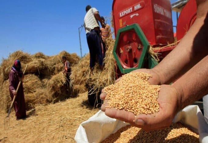 الزراعة تتطلع لزيادة مساحات القمح