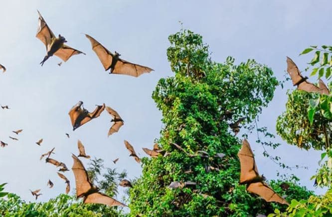 How Trees and Birds Lift Mood in Minutes