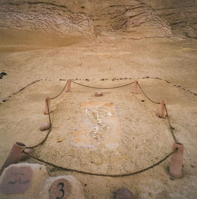 Fayoum Oasis Draws Visitors