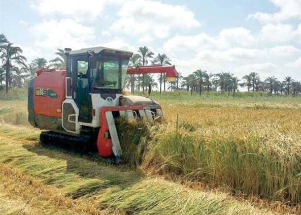 Agriculture completes 60% rice harvest