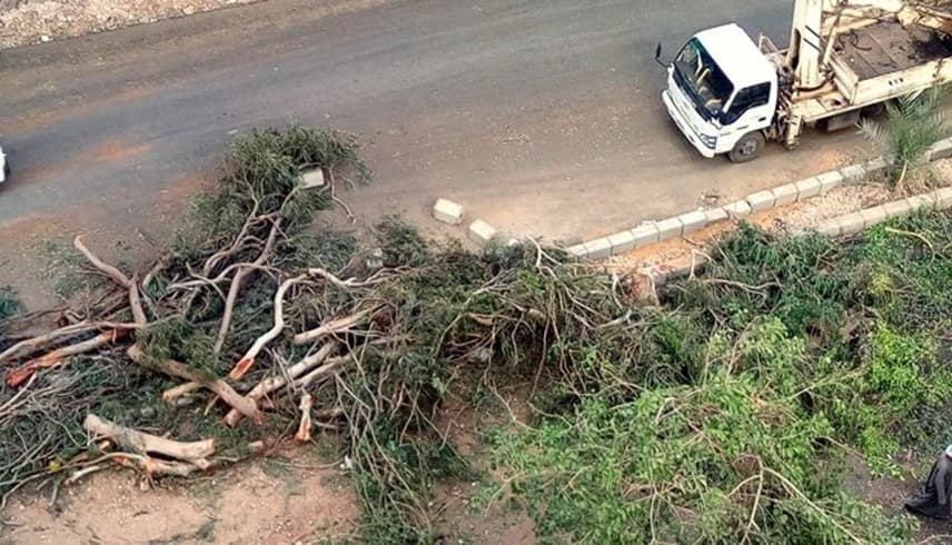 Parliament questions tree cutting in Cairo and Giza