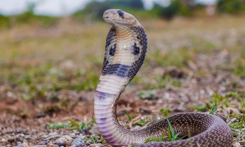 Farmer Explains Snake Sightings Causes