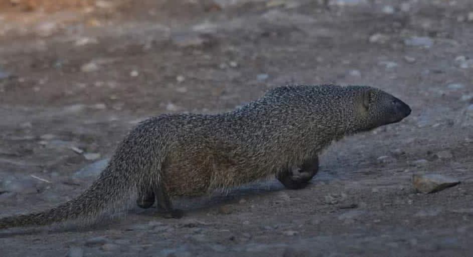 Egyptian mongoose in Fayoum poses no threat