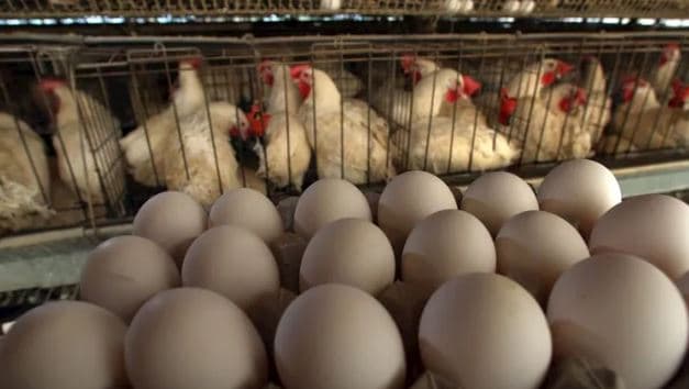 Factories contemplate small-pack pasteurized eggs