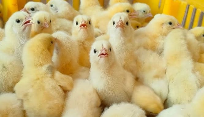 انخفاض أسعار الدواجن يضغط على المنتجين