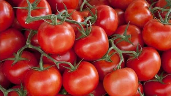 Tomato prices drop to 8 pounds per kg in Kafr El Sheikh