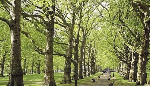 Trees as a Climate Weapon