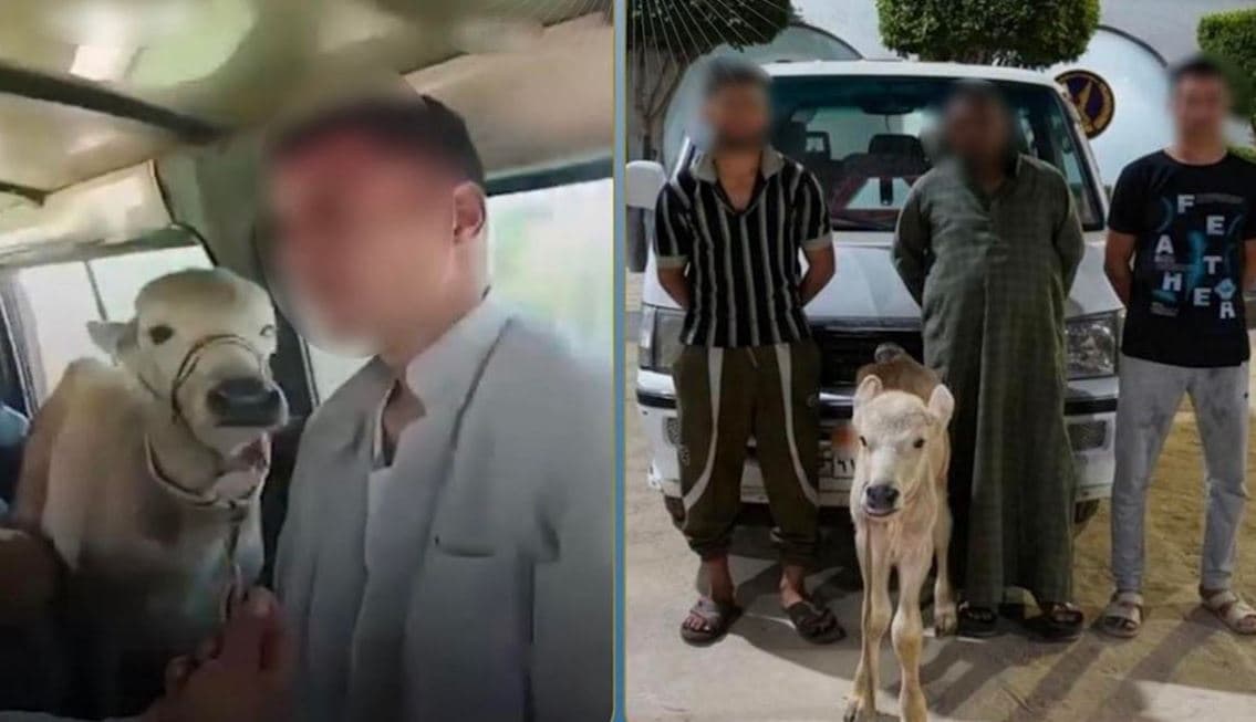 القبض على من نقل رأس ماشية في البحيرة
