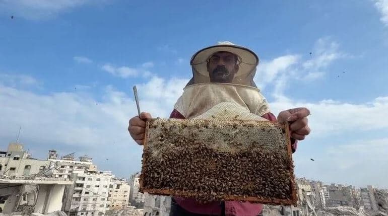 نحل غزة يعيد الحياة إلى الركام