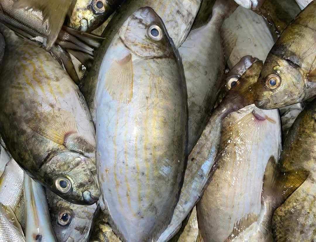 Fish prices at Obour Market Saturday