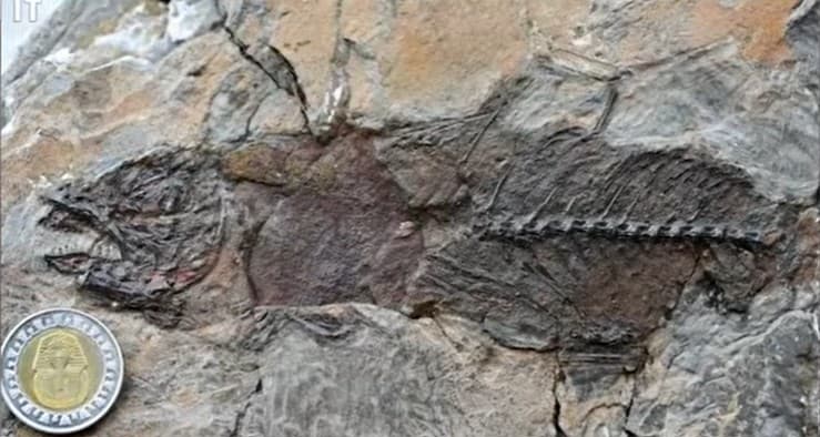 Mansoura Univ Finds 500 Fish Fossils
