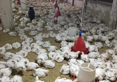 Poultry Union Urges Egg Inclusion on Ration Cards