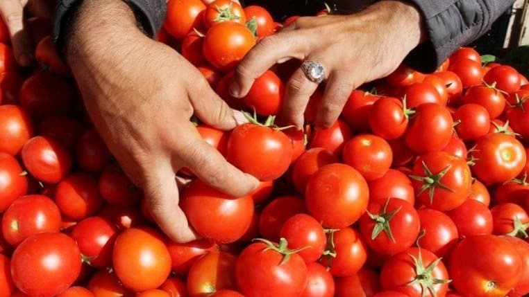نقيب الفلاحين: مقاومة سوسة الطماطم تؤثر على المكافحة