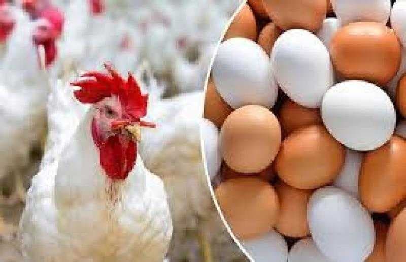 Poultry Division Sees 100% Egg Price Rise