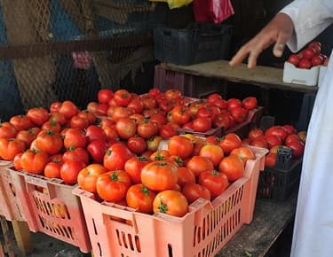 نقيب الفلاحين: ارتفاع الطماطم حتى ديسمبر