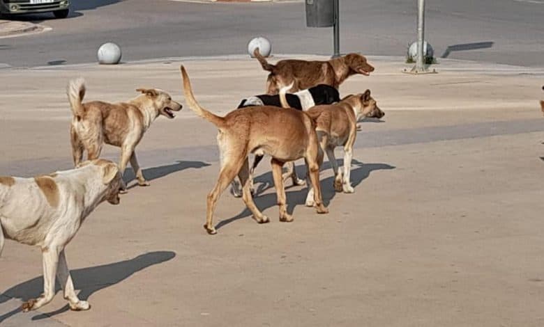 Animal Welfare Union Chief cites urban growth for stray dog rise
