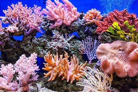 Most shallow coral reefs face extinction