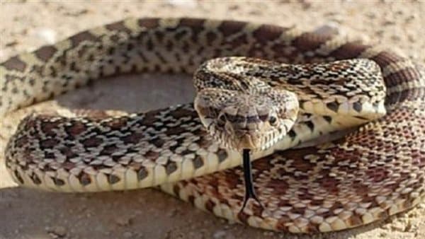 إصابة سيدتين وثنائي بلدغة ثعبان