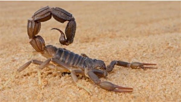 Dreaming of a scorpion and defeating foes
