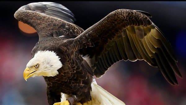 Dream of the Eagle and Illness