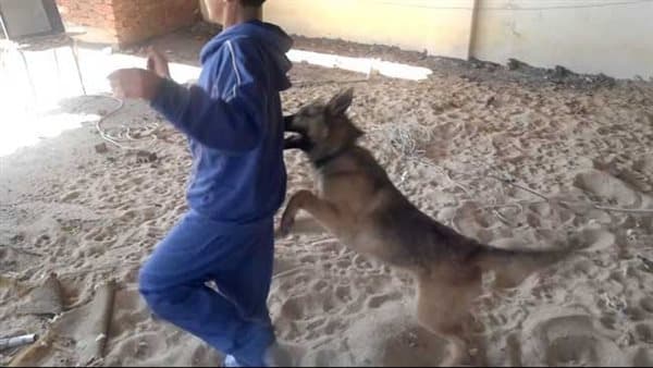 كلية الطب البيطري بجامعة القناة تحقق في حادثة ذبح الكلب