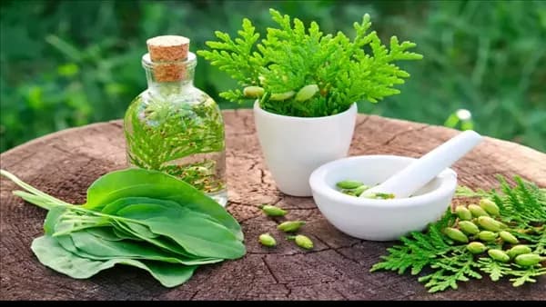 Maher Wali Highlights Labor Shortage Threatening Medicinal Plant Farming