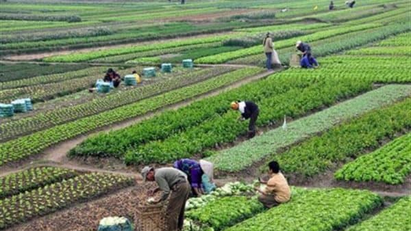 شعبان سالم يحذر من أزمة تعيينات تهدد البحث الزراعي