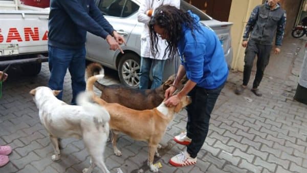 Ministry of Agriculture's stray dog plan