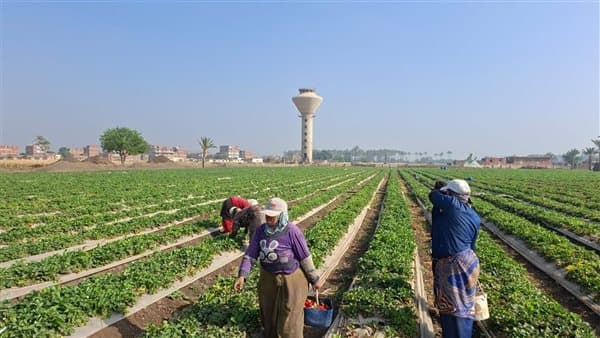 Maher Wali criticizes fertilizer support cuts